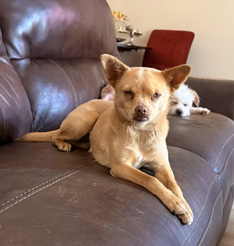 Miss Muffin thumbnail 2