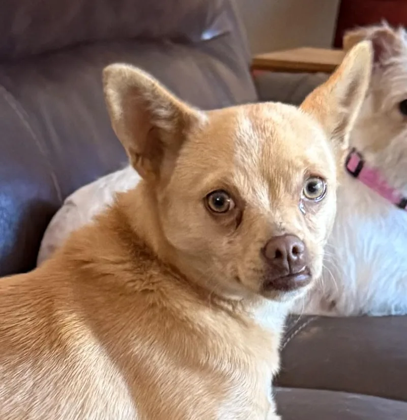 A young small-sized female Red / Chestnut / Orange Chihuahua dog named Miss Muffin for adoption in Charlotte, NC