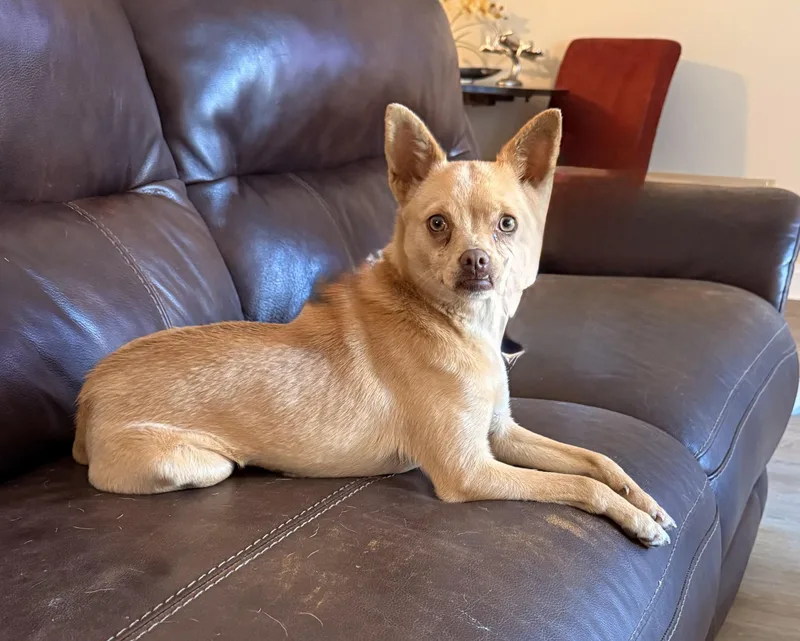 Miss Muffin thumbnail 3