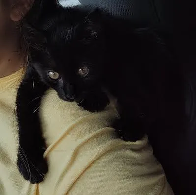 A baby medium-sized female Domestic Short Hair cat named Polly for adoption in Springfield, MO