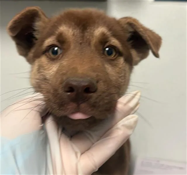 A baby small-sized male Siberian Husky dog named Pup for adoption in Bakersfield, CA