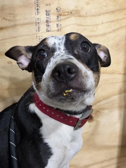 Odie