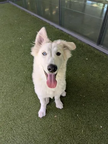 A young extra large-sized male Great Pyrenees dog named Yeti for adoption in San Martin, CA