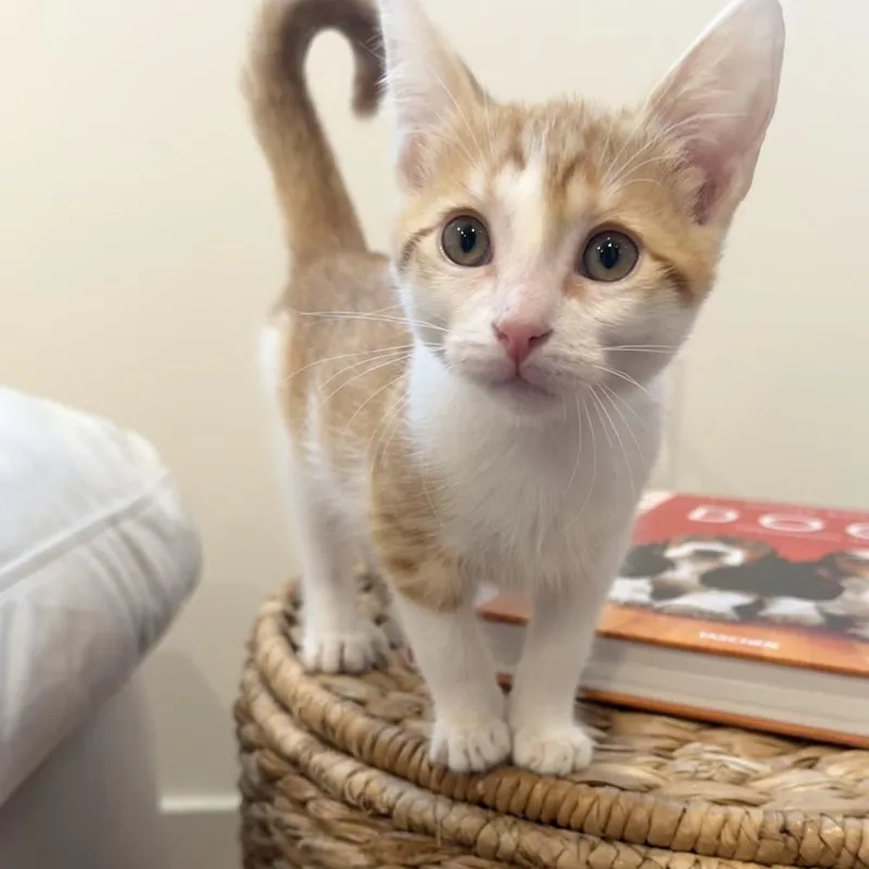 A baby small-sized male White Domestic Short Hair cat named Richie Cunningham for adoption in Los Angeles, CA
