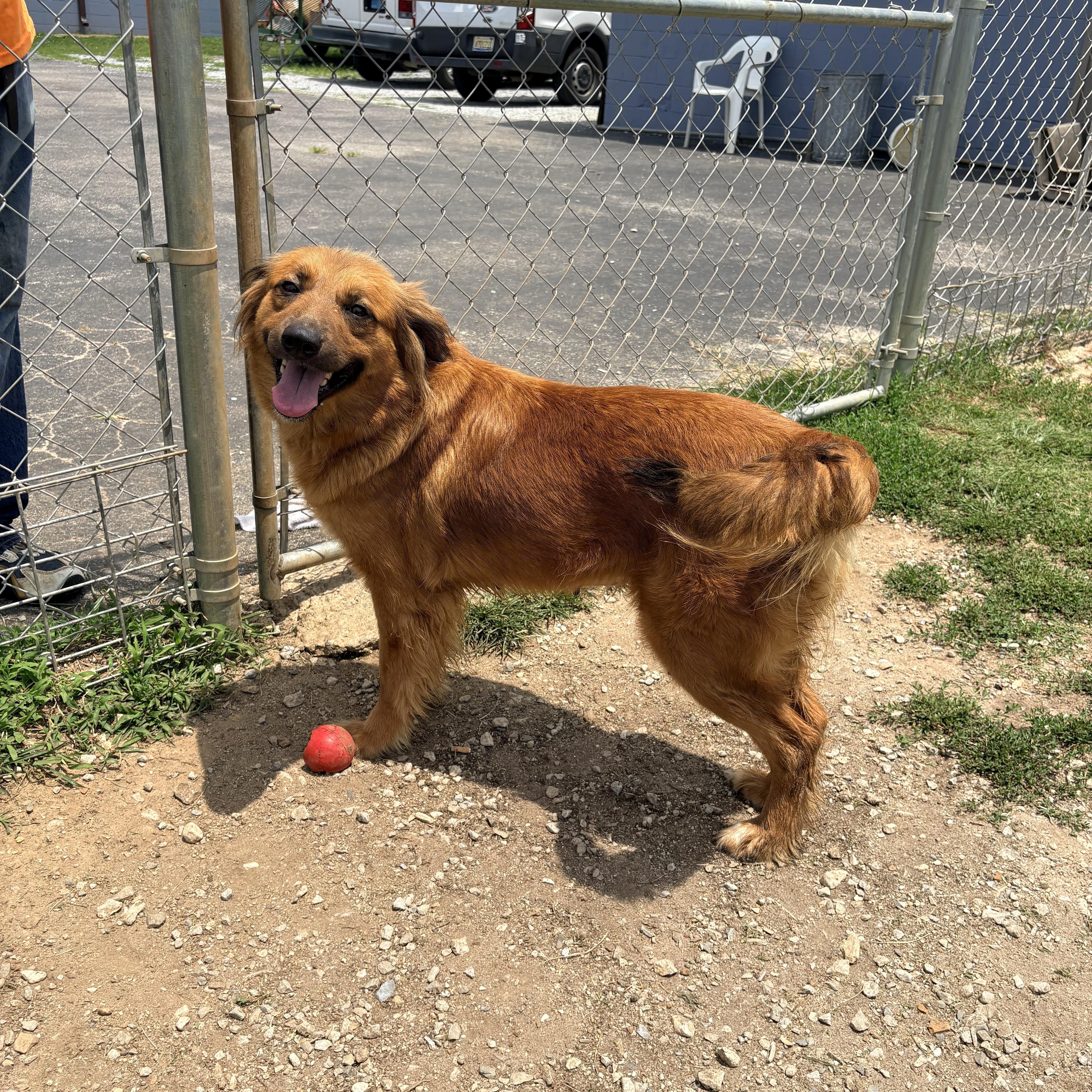 An adult medium-sized female Australian Shepherd dog named Alberta for adoption in Chicago, IL