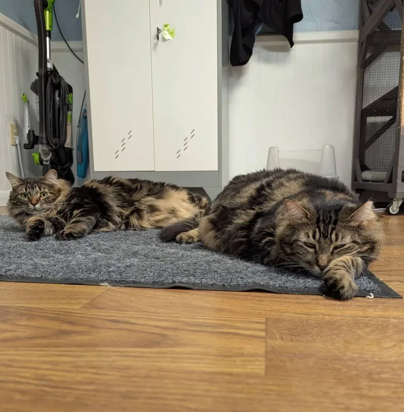 An adult large-sized female Domestic Medium Hair cat named Widow & Roo for adoption in McDonald, PA