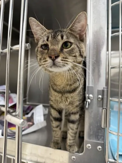 An adult medium-sized male Domestic Short Hair cat named Gizmo for adoption in Westland, MI