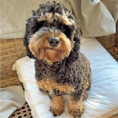 A young medium-sized male Cockapoo dog named Cash for adoption in Arlington, VA