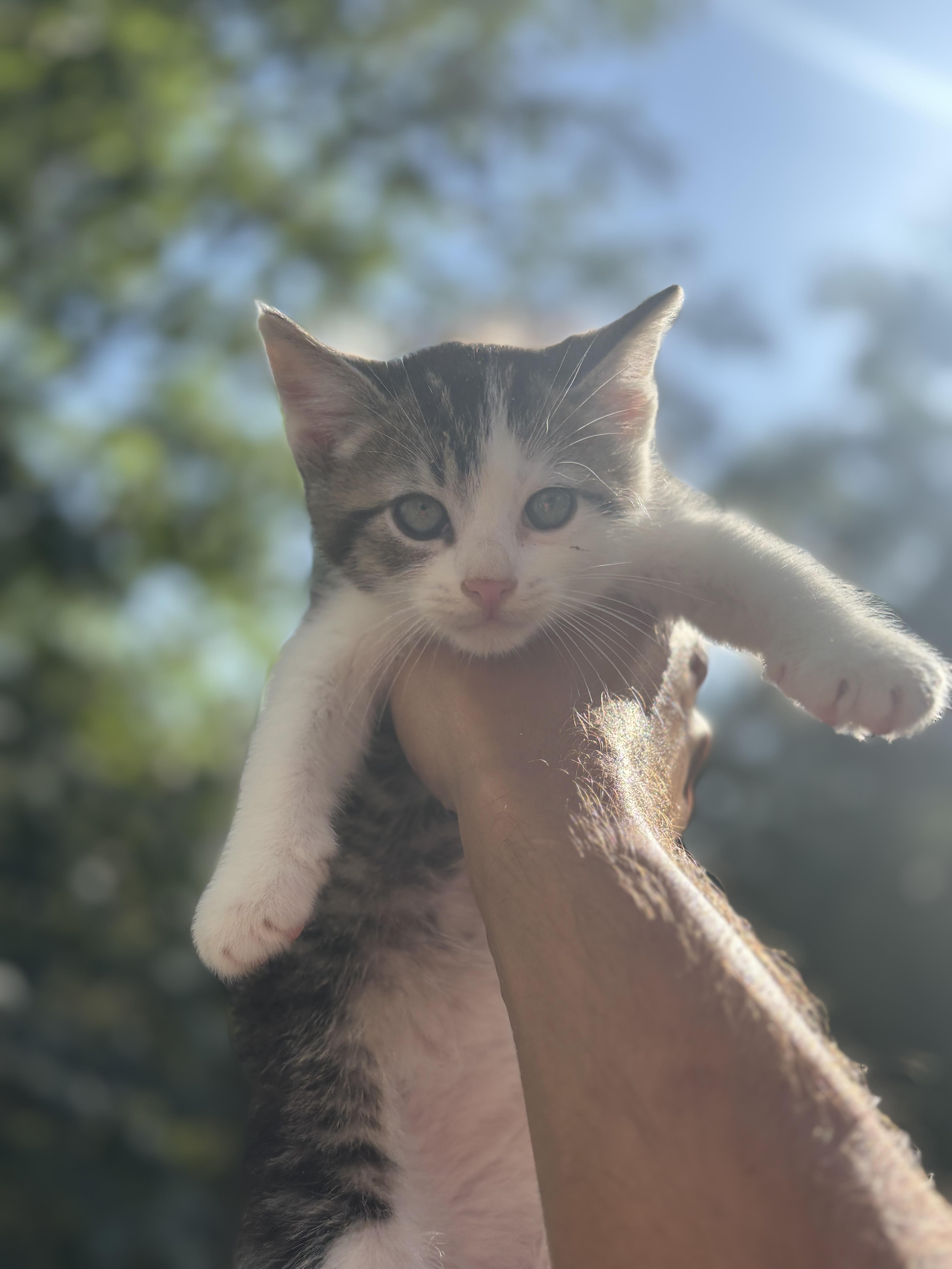 A baby medium-sized male Turkish Angora cat named Cupcake for adoption in San Diego, CA