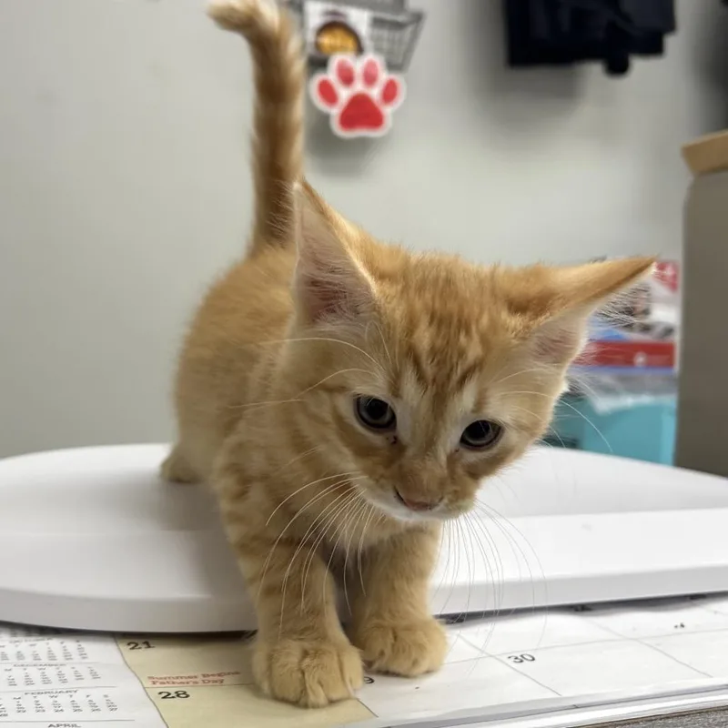 A baby small-sized male Orange / Red Domestic Short Hair cat named Cheeto for adoption in Hannibal, MO