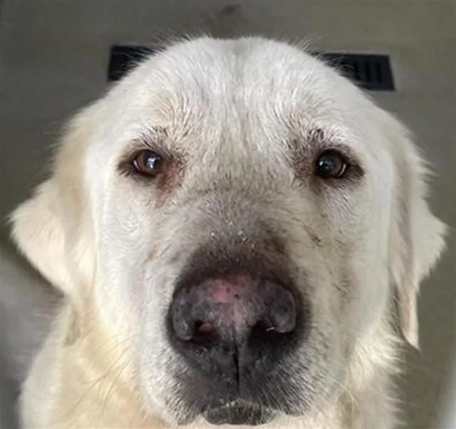 An adult large-sized female Great Pyrenees dog named Asami for adoption in Auburn, CA