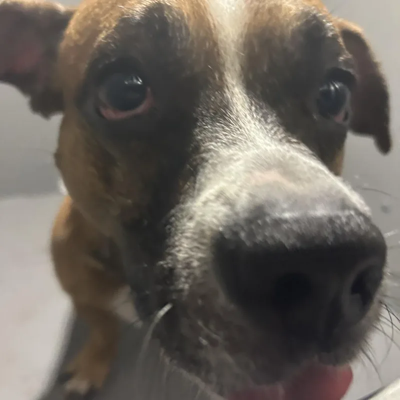 An adult small-sized male Brown / Chocolate Mixed Breed dog named Oggy for adoption in Greensboro, NC