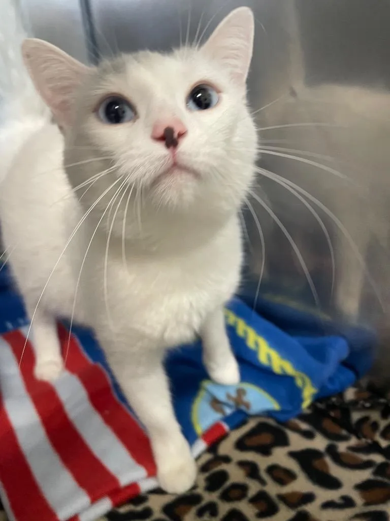 A young medium-sized female Domestic Short Hair cat named Iceland for adoption in Fall River, MA