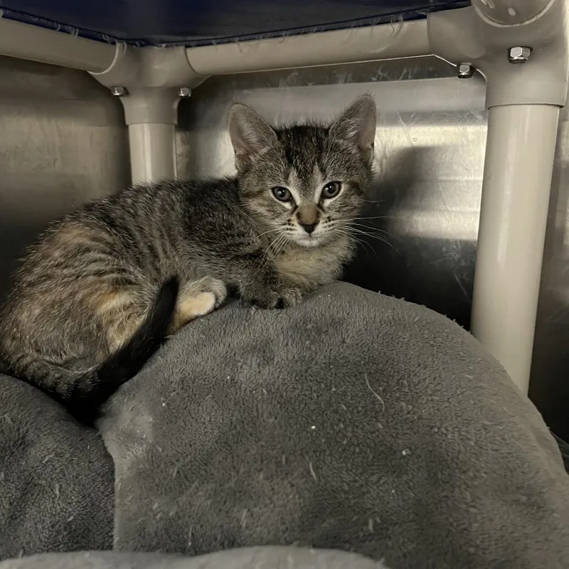 A baby small-sized female Black Domestic Short Hair cat named Siri for adoption in Detroit Lakes, MN