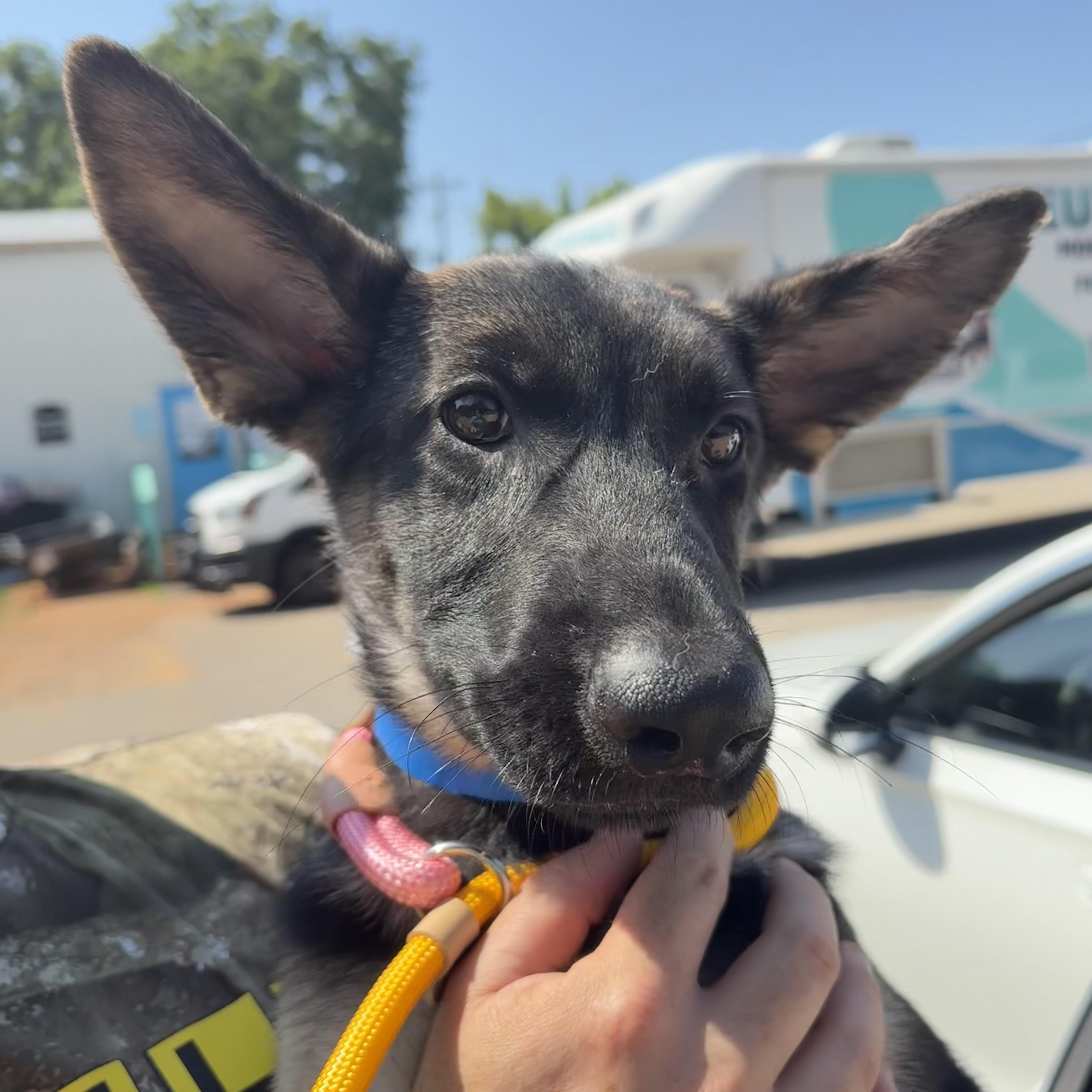 A baby large-sized female Black German Shepherd Dog dog named Discover for adoption in Columbia, SC