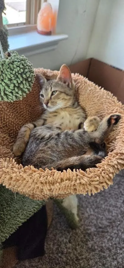 A baby medium-sized female Domestic Short Hair cat named Astra for adoption in New Braunfels, TX