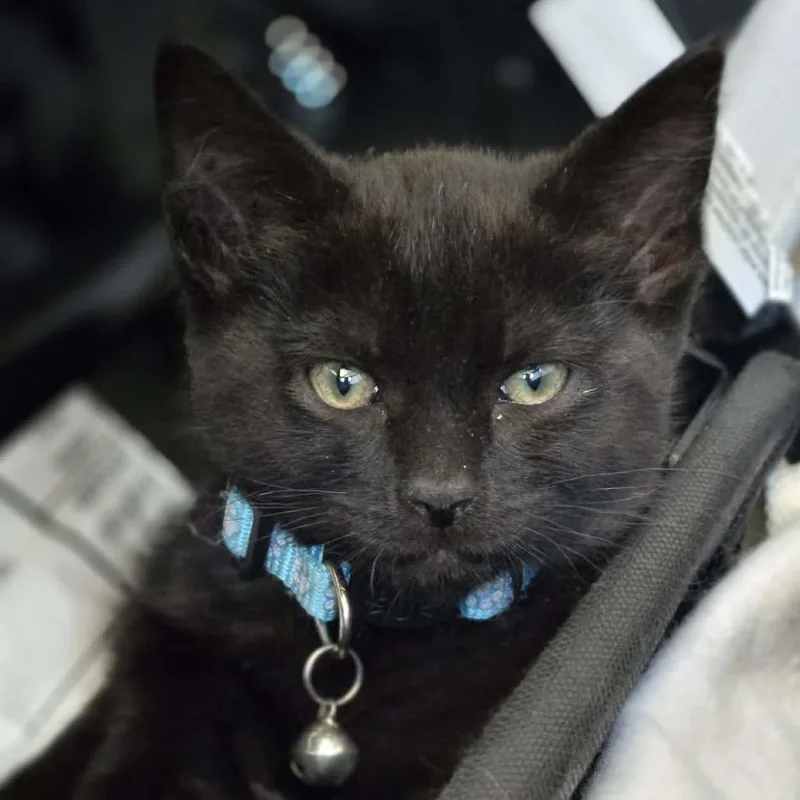 A baby small-sized female Black Domestic Short Hair cat named Sigford for adoption in Veneta, OR