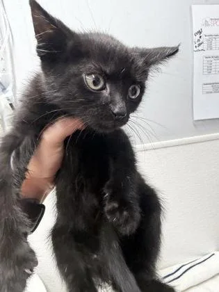 A baby medium-sized male Domestic Short Hair cat named Mclarty for adoption in West Chester, PA