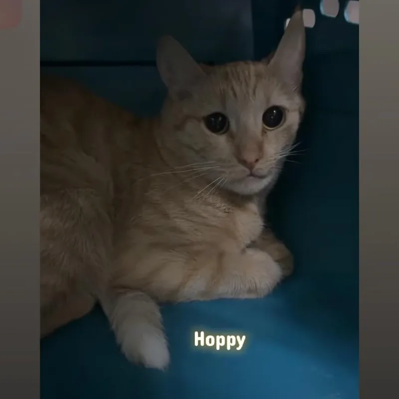 Hoppy