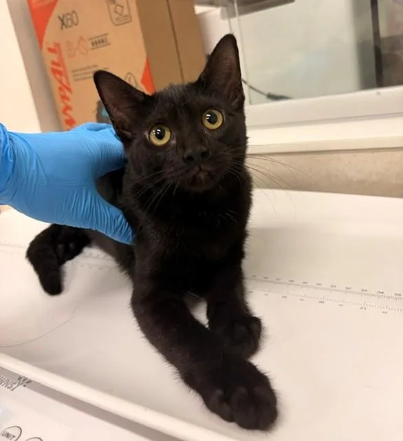 A baby small-sized female Domestic Short Hair cat named Bandit for adoption in Baytown, TX