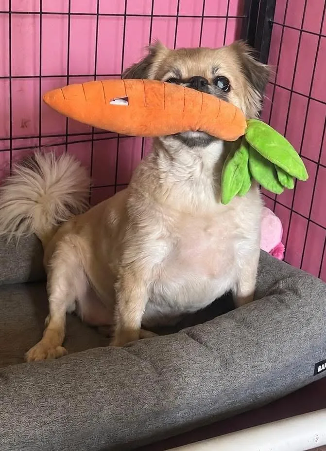 A senior small-sized female Yellow / Tan / Blond / Fawn Pomeranian dog named Molly for adoption in Woodlawn, TN
