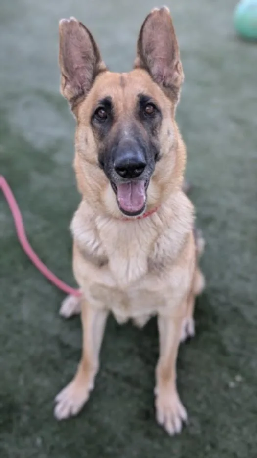An adult large-sized female German Shepherd Dog dog named Nadia for adoption in Chatsworth, CA