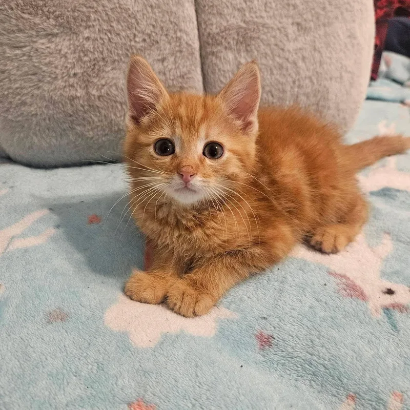 A baby large-sized male Tabby (Orange / Red) Tabby cat named Nacho for adoption in San Juan Capistrano, CA