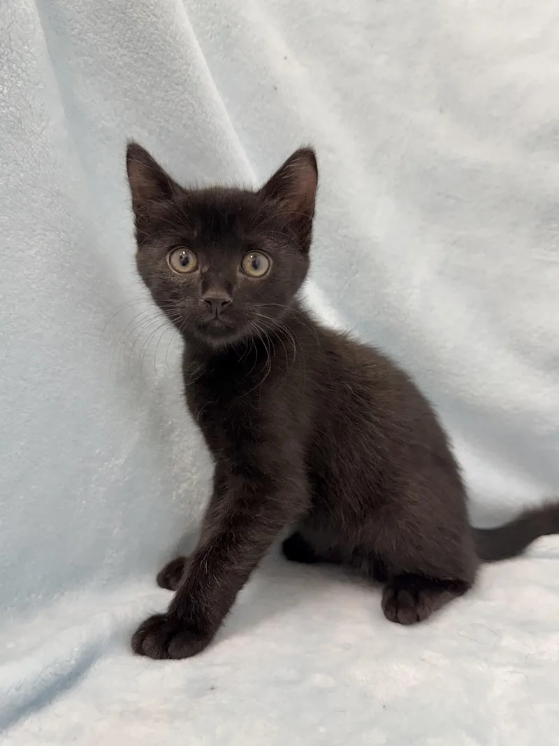 A baby medium-sized male Black Domestic Short Hair cat named Waffle for adoption in Greensboro, NC