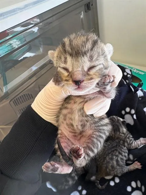 A baby small-sized male Domestic Short Hair cat named Kit Kat for adoption in Rancho Cucamonga, CA
