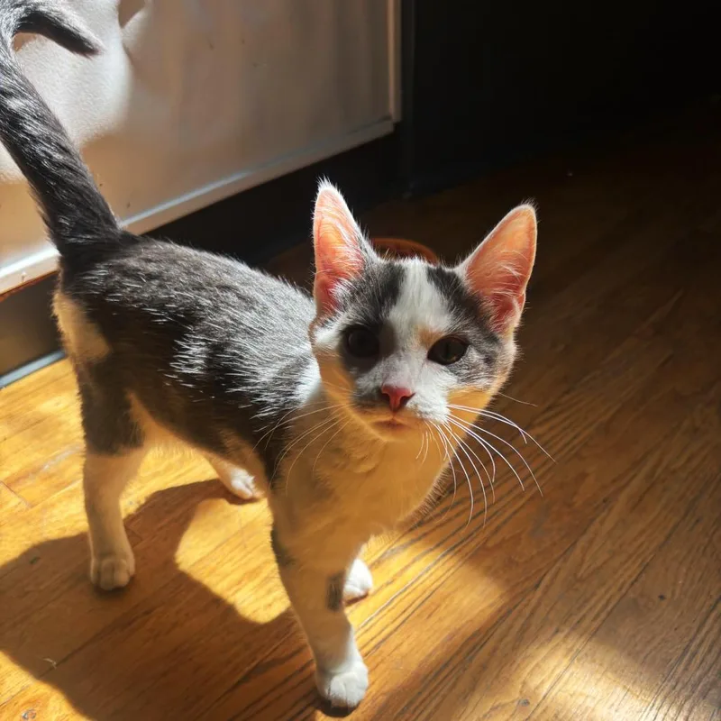 A young medium-sized male Domestic Short Hair cat named Smokey for adoption in Stokesdale, NC