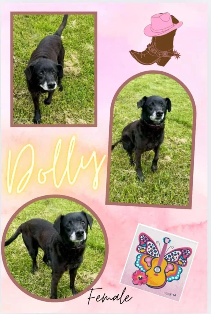 A senior medium-sized female Terrier dog named Dolly Aka Daisy Mae for adoption in Blountville, TN