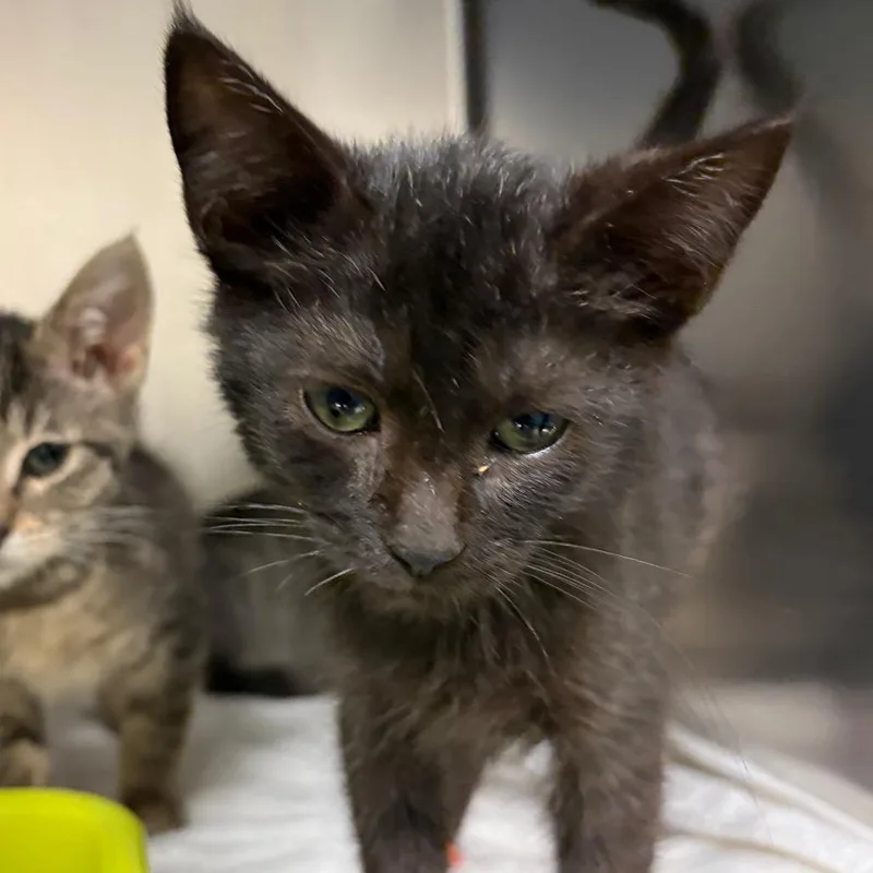 A baby small-sized female Black Domestic Short Hair cat named Caprice for adoption in Nashville, TN