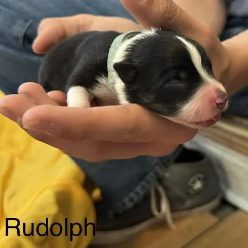 A baby small-sized male White / Cream Australian Cattle Dog / Blue Heeler named Rudolph for adoption in Lynchburg, VA