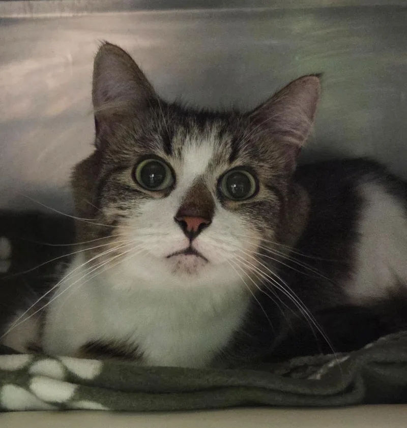 A young medium-sized female Domestic Medium Hair cat named Balin for adoption in Olean, NY