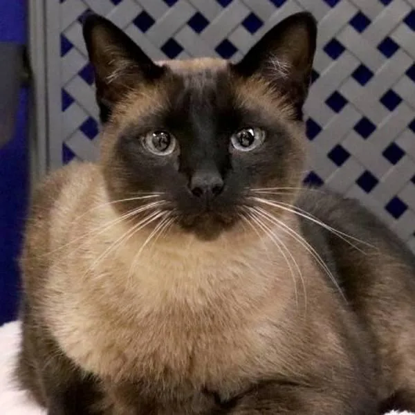 An adult medium-sized male Siamese cat named Mister for adoption in Fort Davis, TX