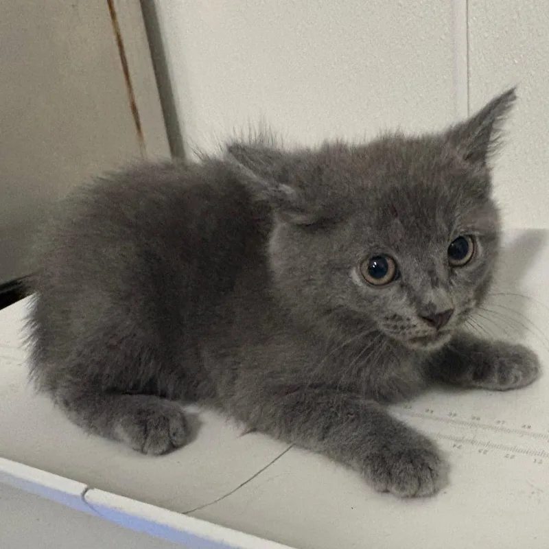 A baby small-sized female Gray / Blue / Silver Domestic Medium Hair cat named Venus for adoption in Tulsa, OK