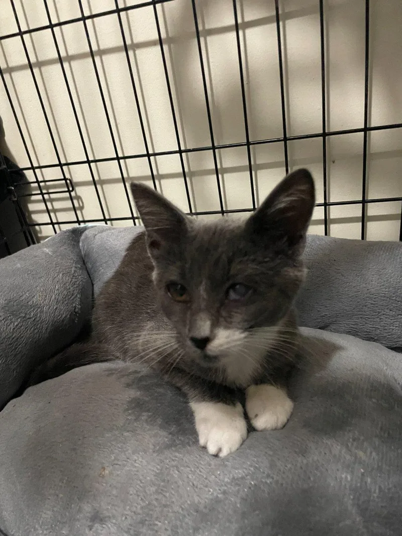A baby small-sized female Blue Cream Domestic Short Hair cat named Tahani for adoption in Raleigh, NC