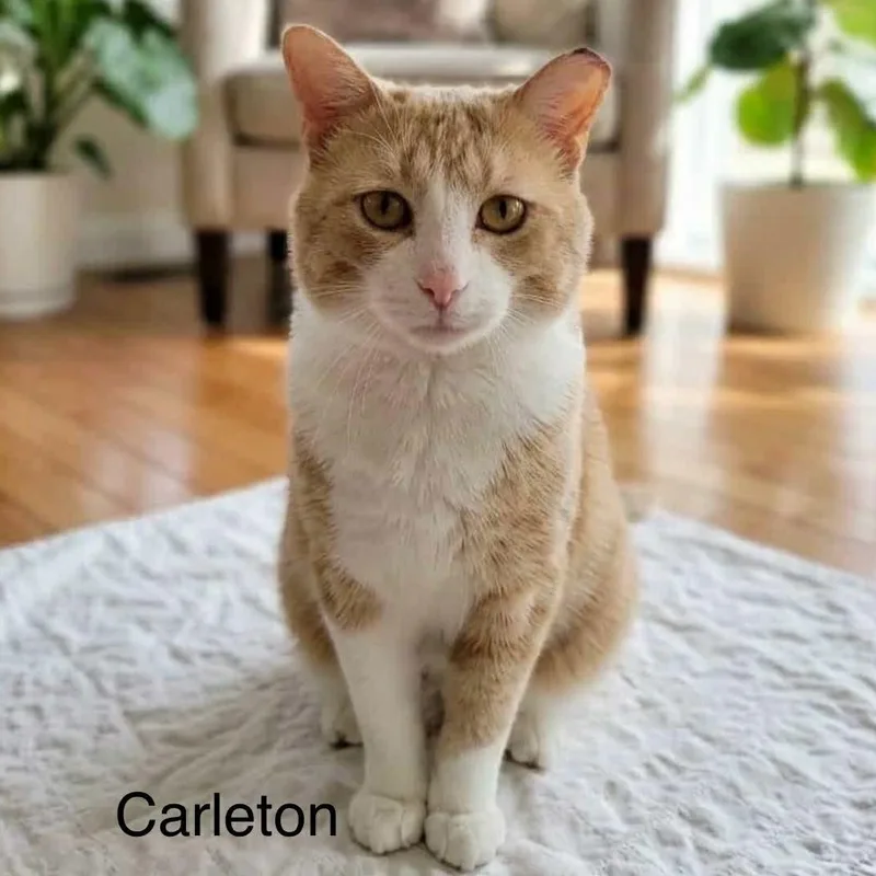 A young medium-sized male Tabby (Orange / Red) Tabby cat named Carelton  No Tail for adoption in Wyandotte, MI