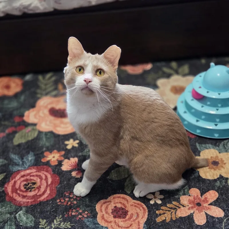 Carelton  No Tail thumbnail 3