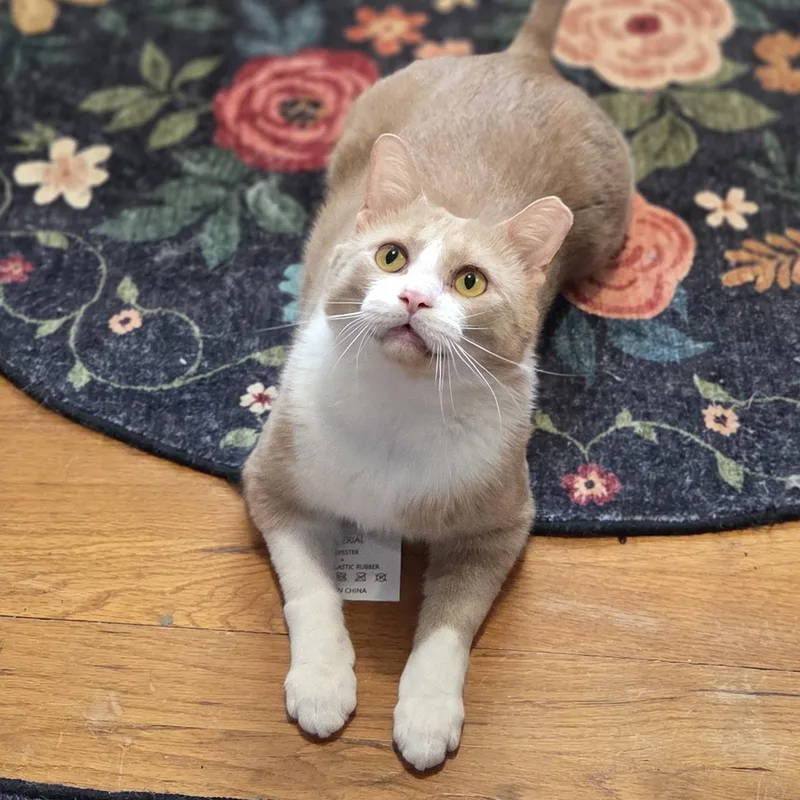 Carelton  No Tail thumbnail 6