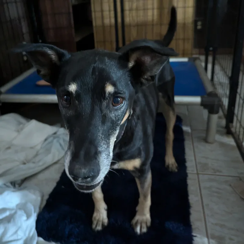 A senior medium-sized male Australian Cattle Dog / Blue Heeler dog named Buddy for adoption in Phoenix, AZ