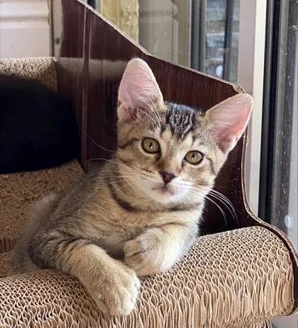 Lolita