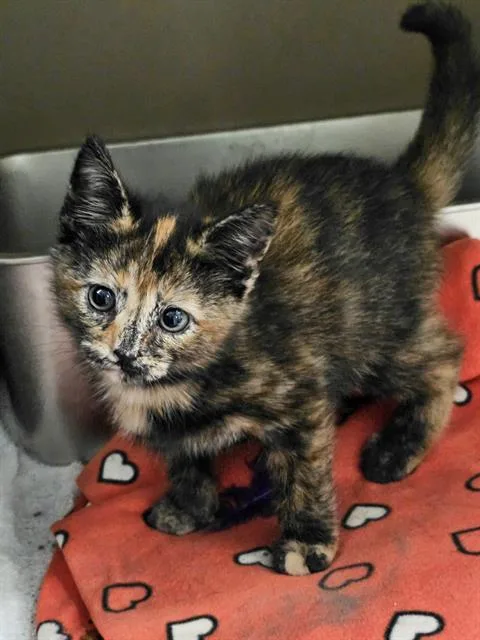 A baby medium-sized female Domestic Short Hair cat named Lovey for adoption in Clyde, NC