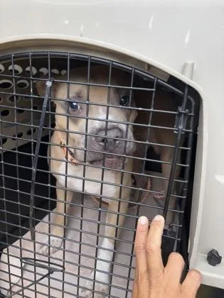 An adult medium-sized male American Staffordshire Terrier dog named Pancho for adoption in West Chester, PA