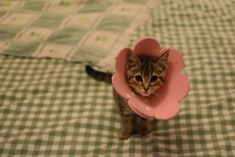 Tiger Lilly thumbnail 2