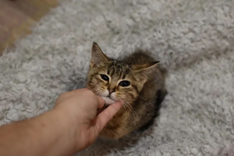 Tiger Lilly thumbnail 3