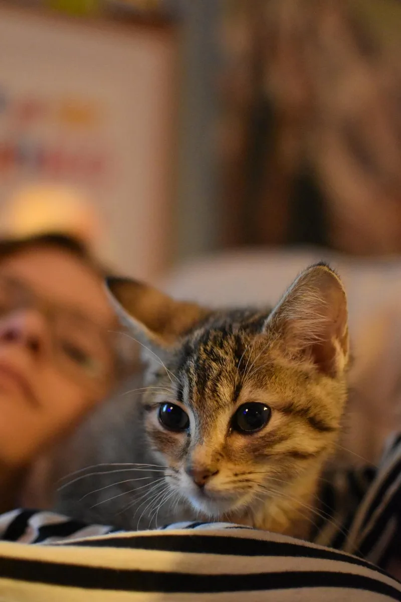 Tiger Lilly thumbnail 5
