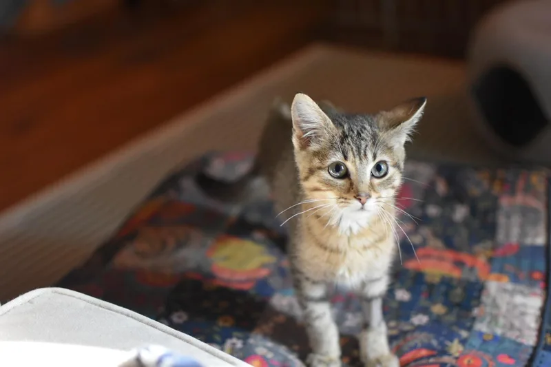Tiger Lilly thumbnail 6