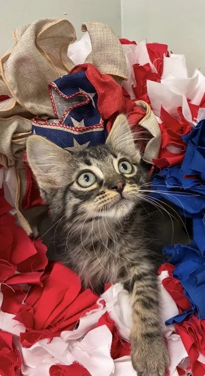 A baby medium-sized male Domestic Long Hair cat named Drift for adoption in Picayune, MS