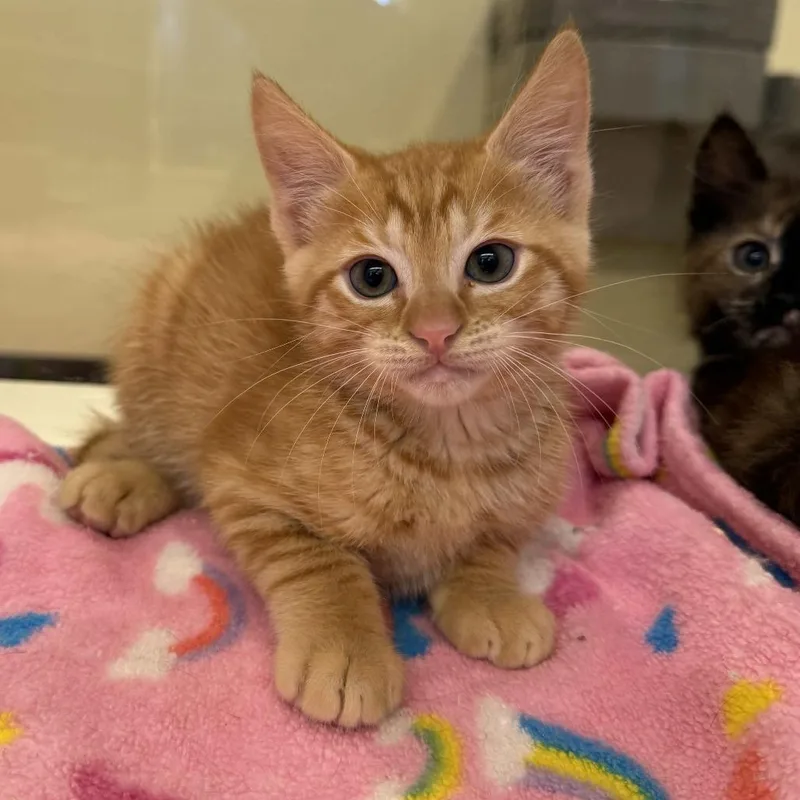 A baby small-sized male Orange / Red Domestic Short Hair cat named Lester for adoption in Beaumont, TX